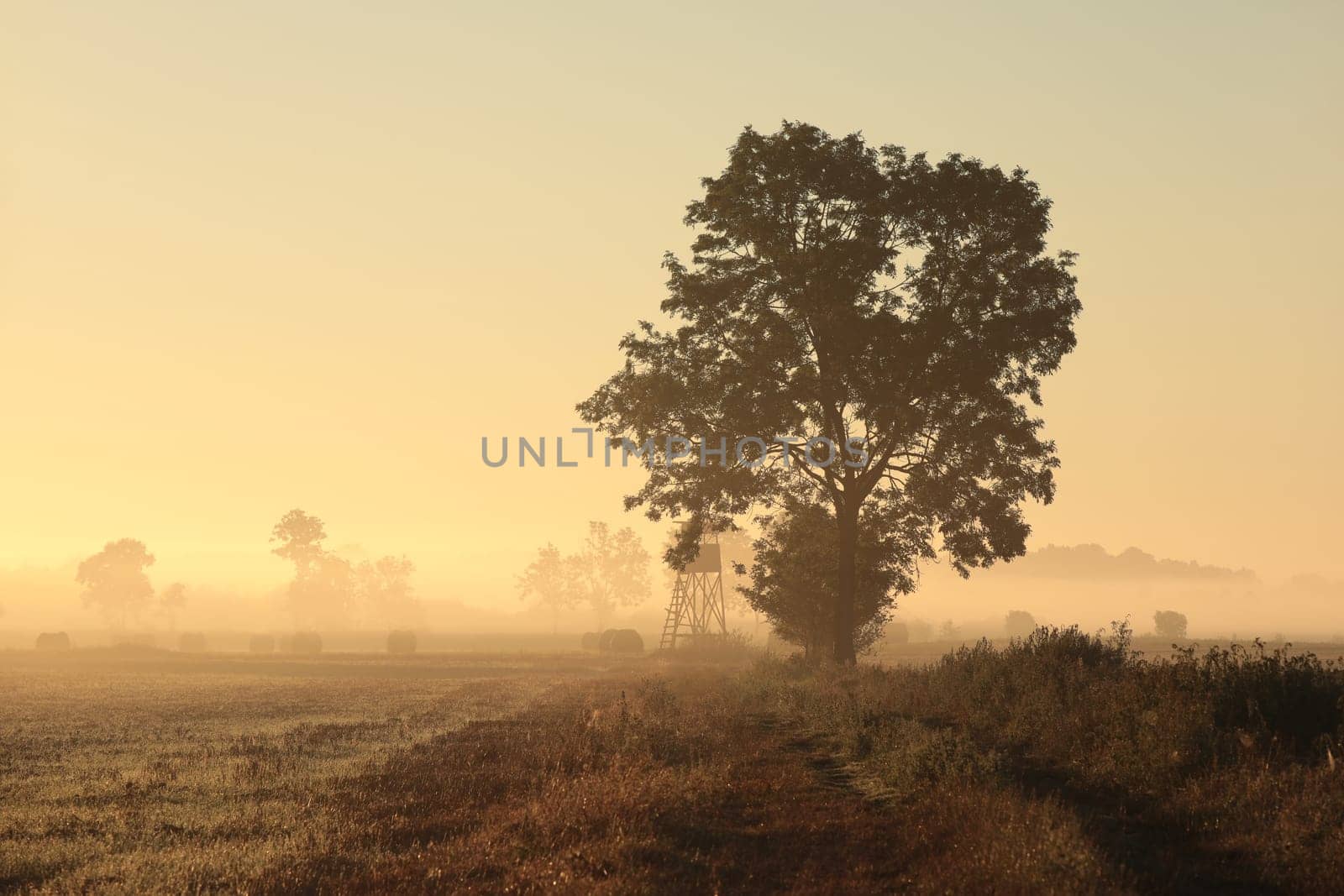 Ash tree next to dirt road in foggy weather during sunrise