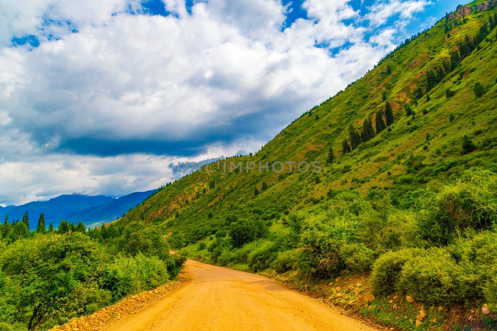 dirt road at cloudy summer day in mountains with spruce trees on slope.