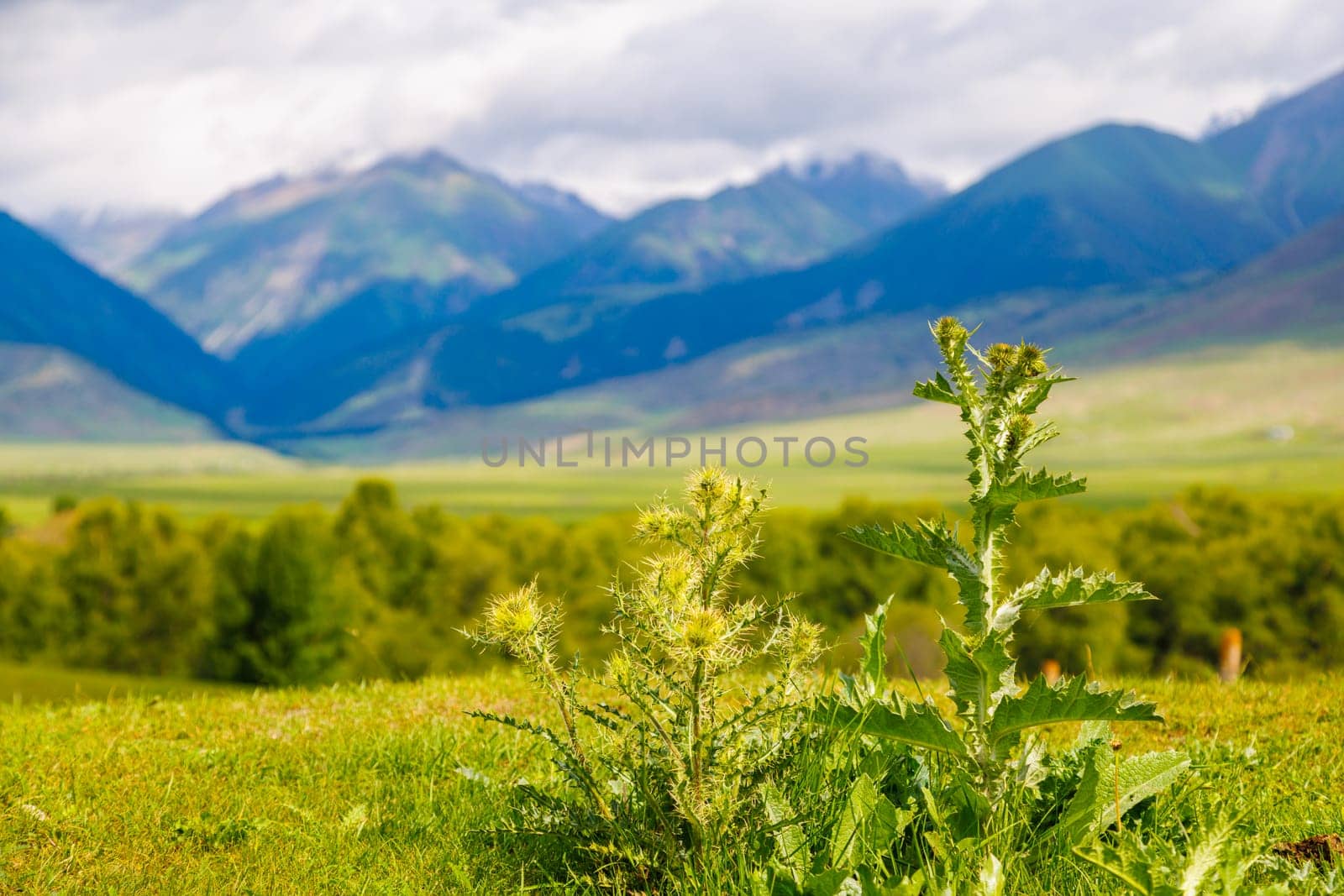 Cirsium spinosissimum (L.) Scop. or spiniest thistle closeup with green mountains in the blurry background at summer day in Kyrgyzstan