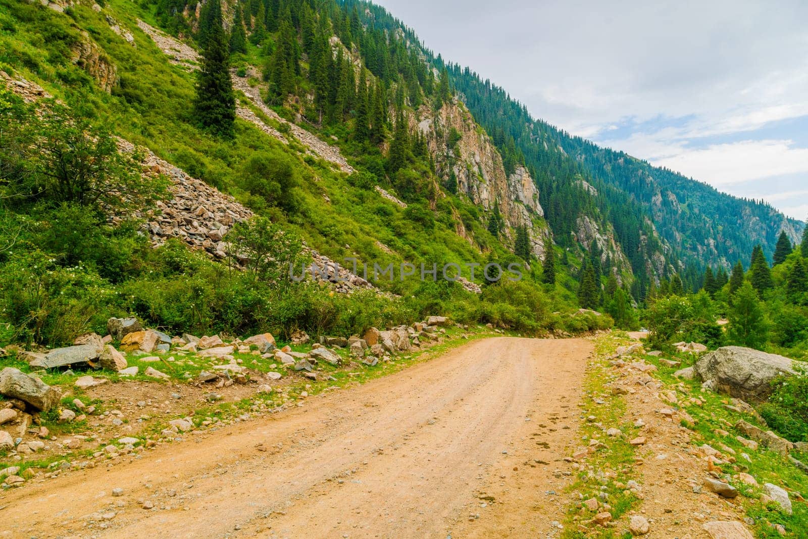 dirt road at cloudy summer day in mountains with spruce forest on slopes.