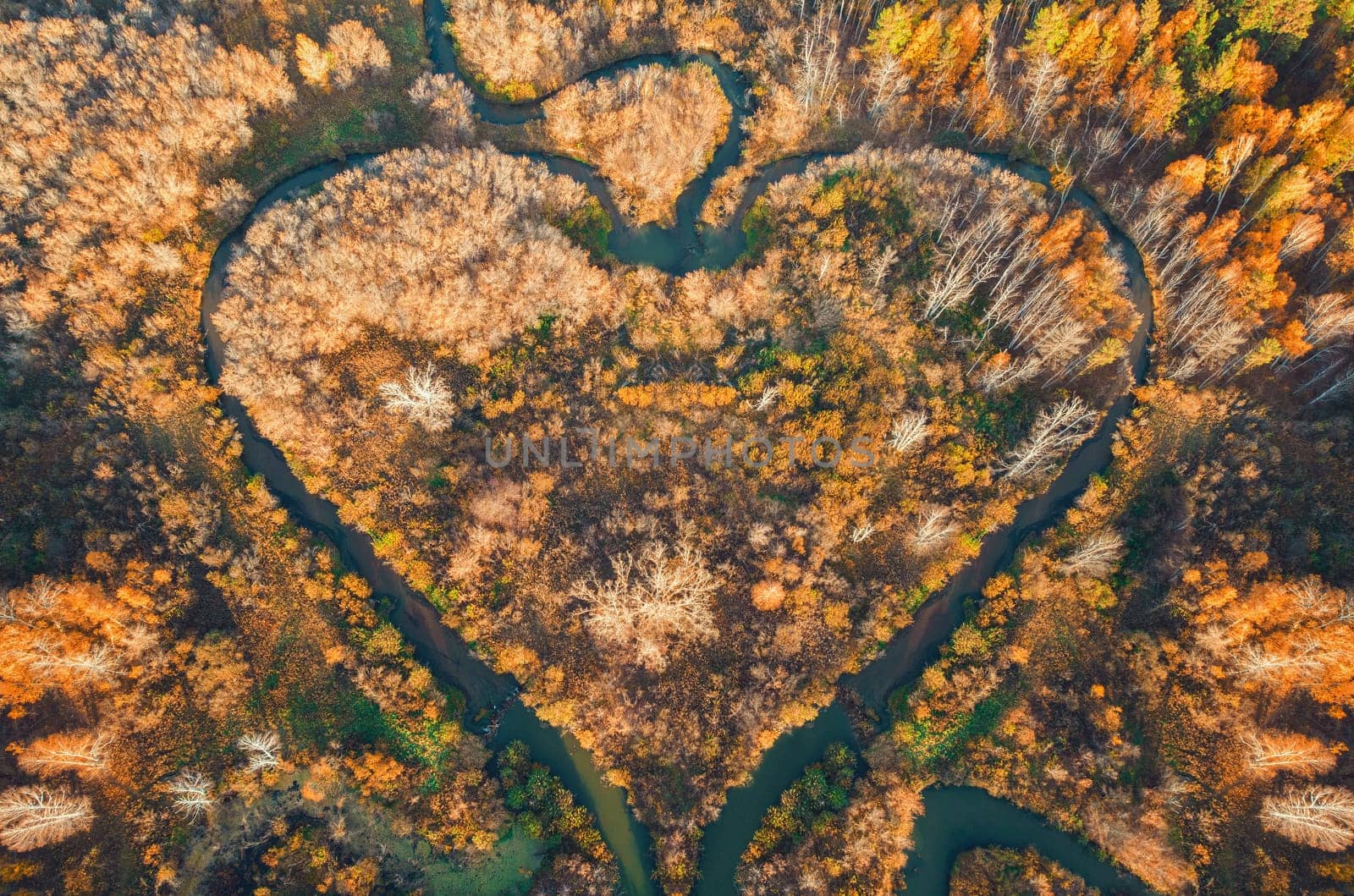 Heart shaped river in Altai territory. Autumn forest. Wonder of nature place, aerial drone view