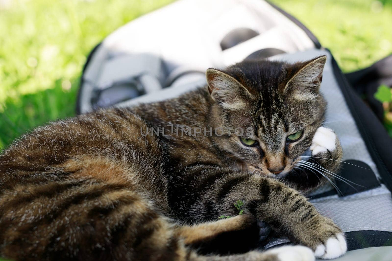 Tabby cat is licking its paw while lying on a photographer's backpack on a sunny day. The cat seems to enjoy the warmth of the sun and the soft surface of the backpack