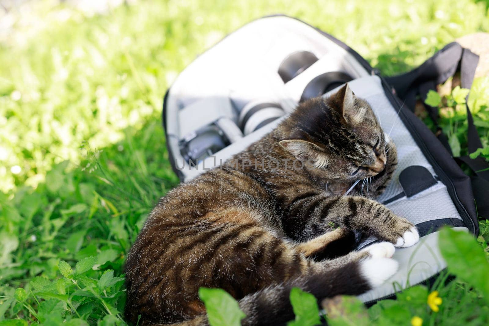 Tabby cat with white paws grooming itself on a backpack in nature. Cute, cozy, and relaxed, the cat enjoys the summer outdoors