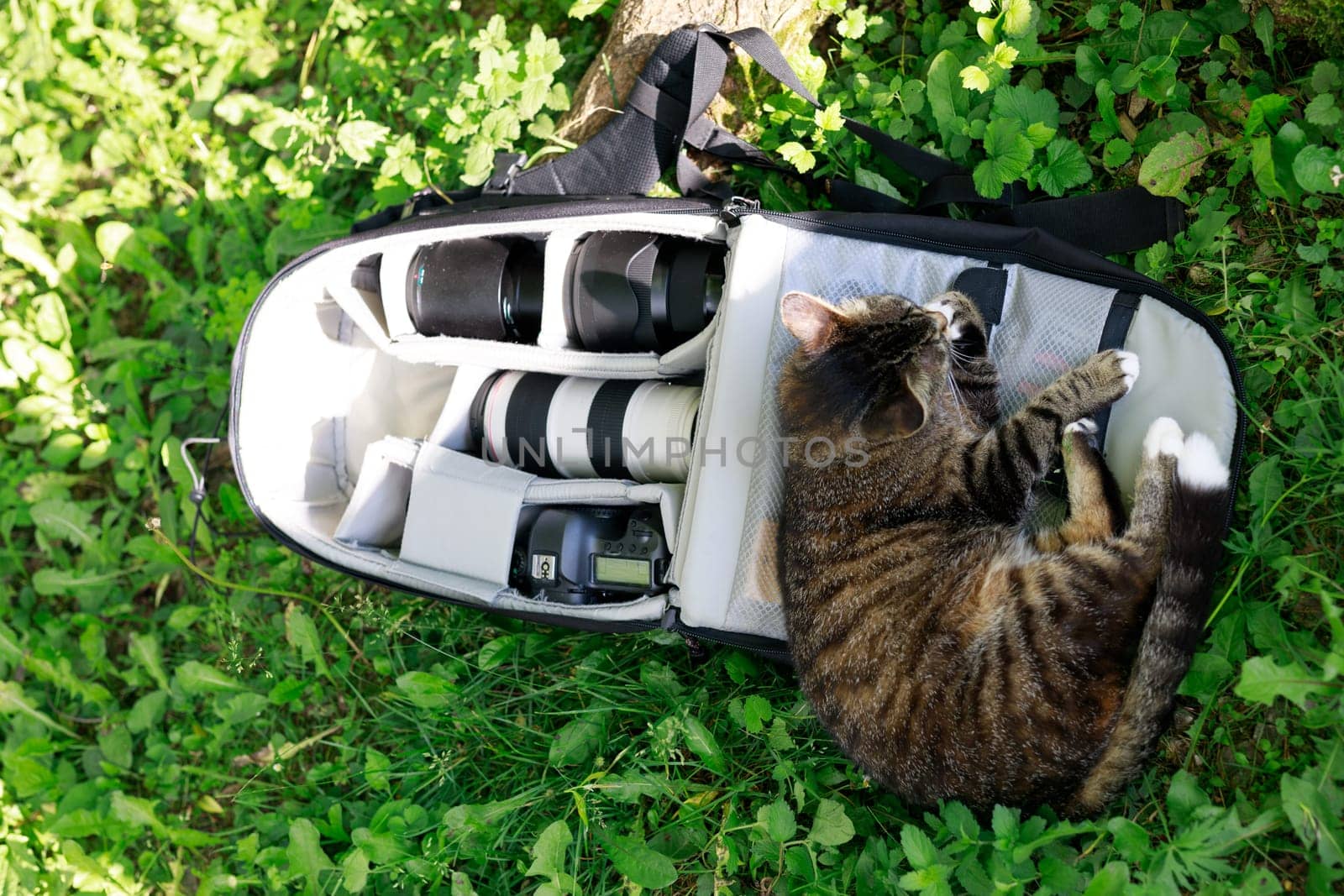 Playful tabby cat lounges in the grass next to an open photographer's backpack filled with camera gear and lenses, capturing a cute and humorous moment of relaxation in nature
