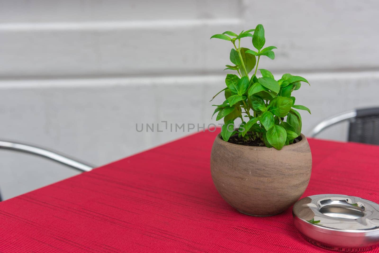 Cafe table with herbs in a pot and a red tablecloth
