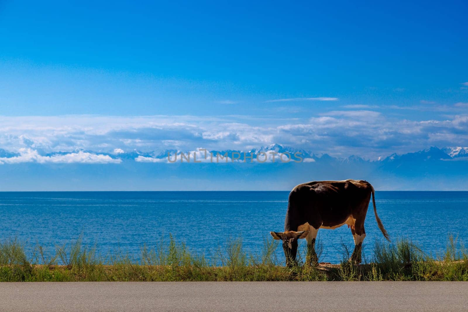 black cow with white belly walking along the road in front of lake with mountain range on the horizon at sunny summer day