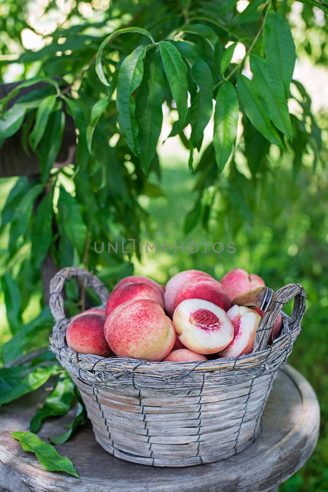 Fresh ripe peaches from tree into basket. Rich harvest of peaches. Homegrown, organic peaches