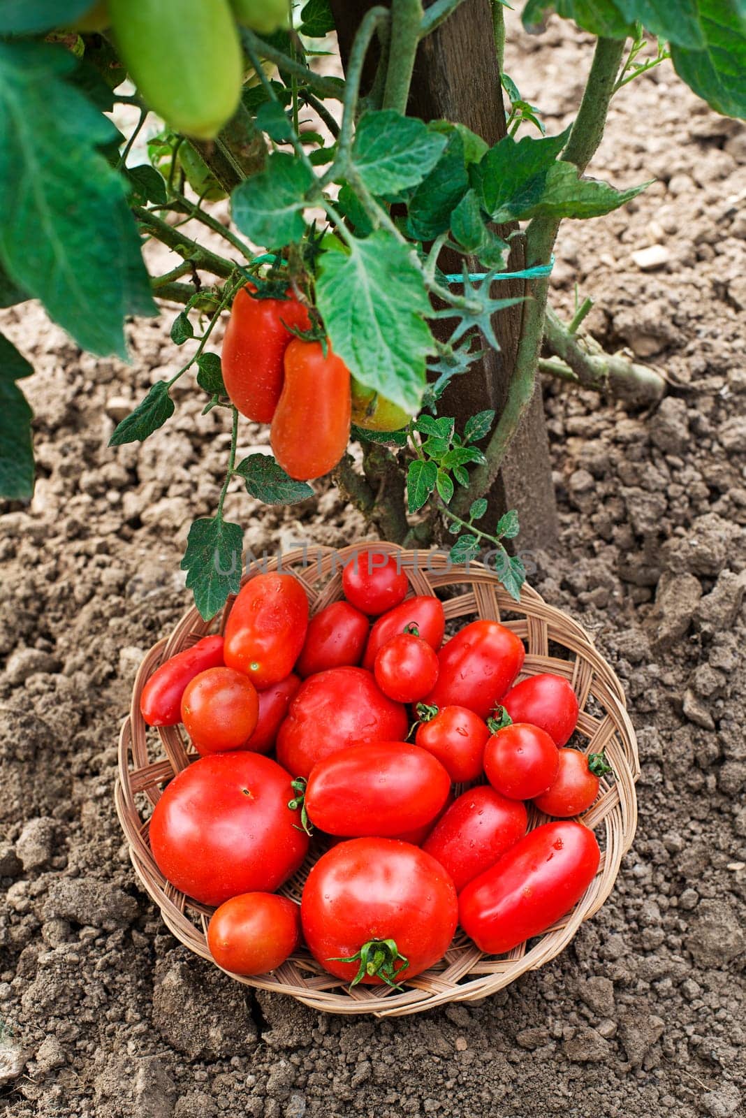 Harvested fresh ripe red tomato.Tomatoes growing on the farm outdoors. Harvesting tomatoes