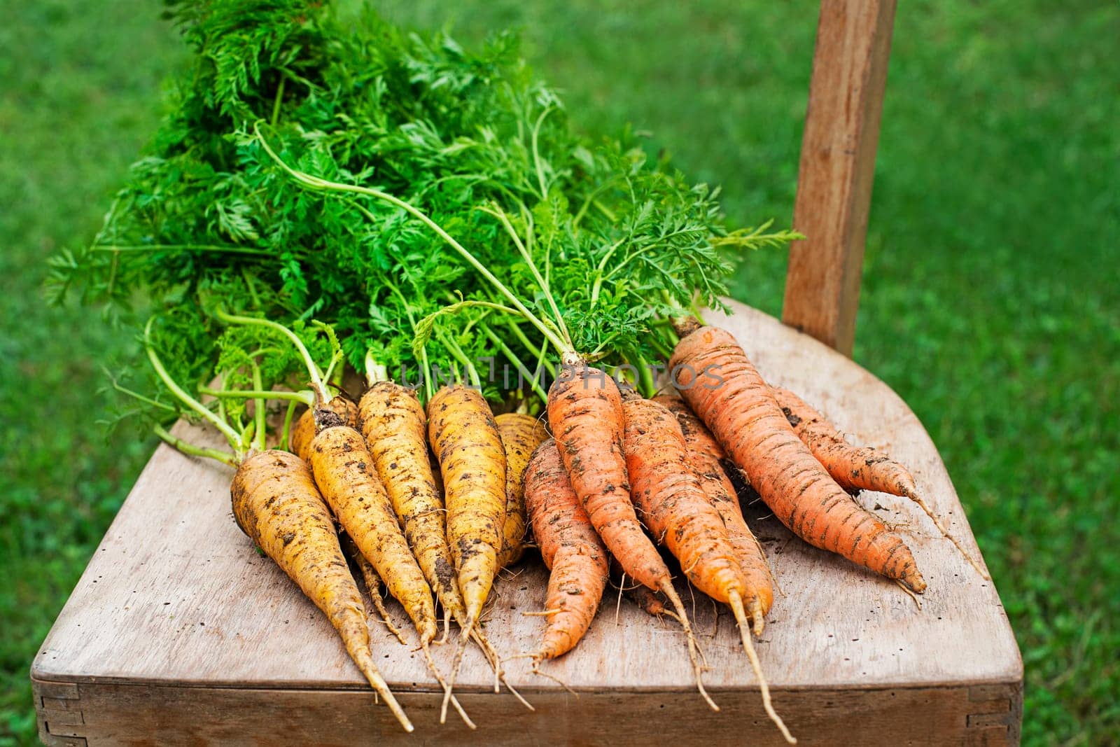 Bunch of organic carrot, freshly harvested in garden close up. Autumn harvest of vegetables, farming