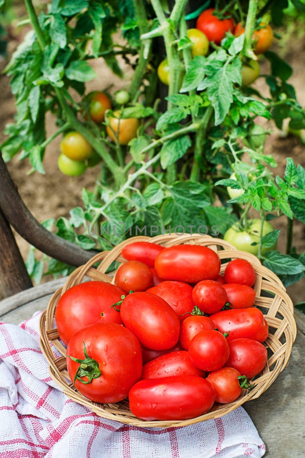 Harvested fresh ripe red tomato.Tomatoes growing on the farm outdoors. Harvesting tomatoes