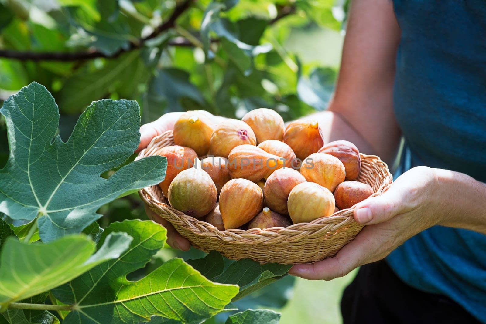 Woman hands picking figs fruit into basket growing on the branch fig tree in organic orchard