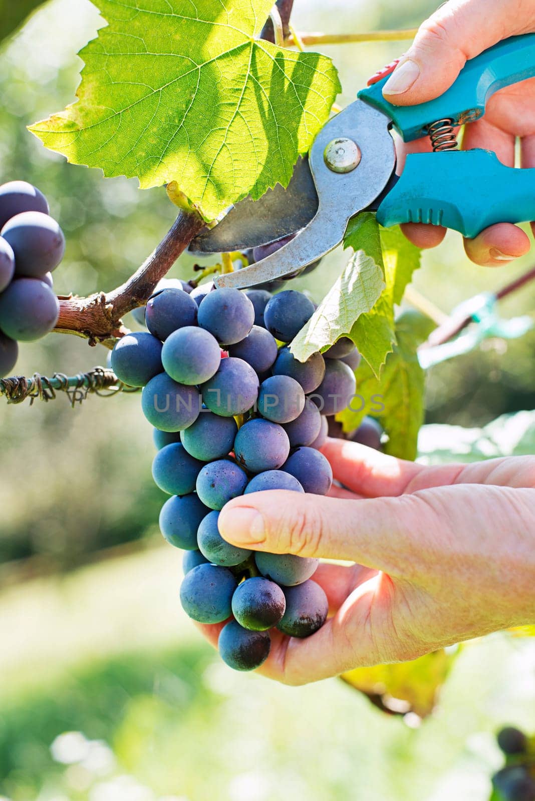 Close up of Worker's Hands Cutting blue Grapes from vines during wine harvest. Grapes. With Selective Focus on the subject.