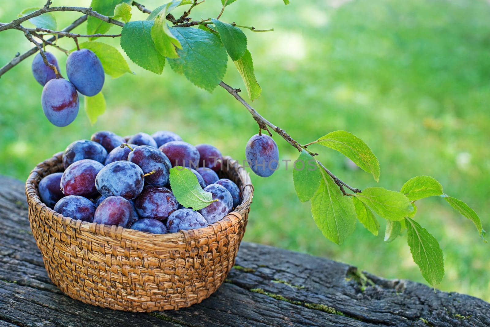 Picking plums into wicker basket from home garden. Autumn plum harvest in orchard
