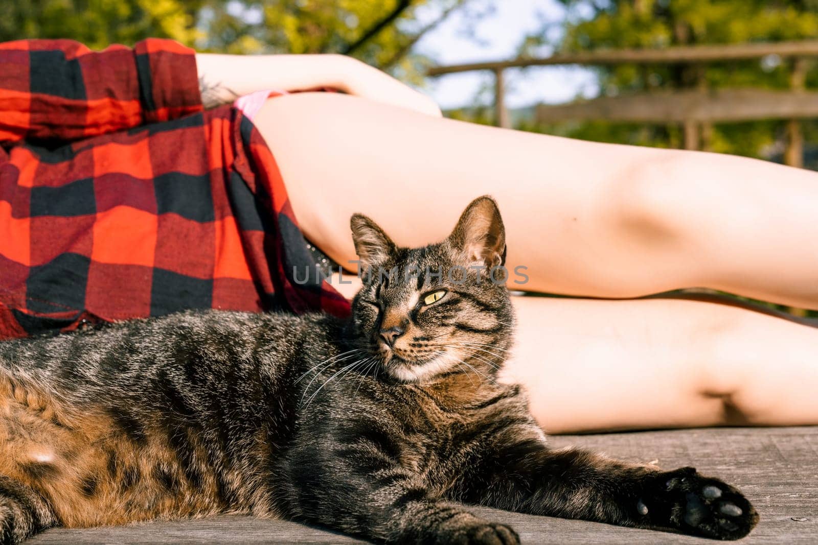 Tabby cat lounges on a wooden deck in the sun with a woman, showing friendship and love. The cat's fur shines, and the woman looks content