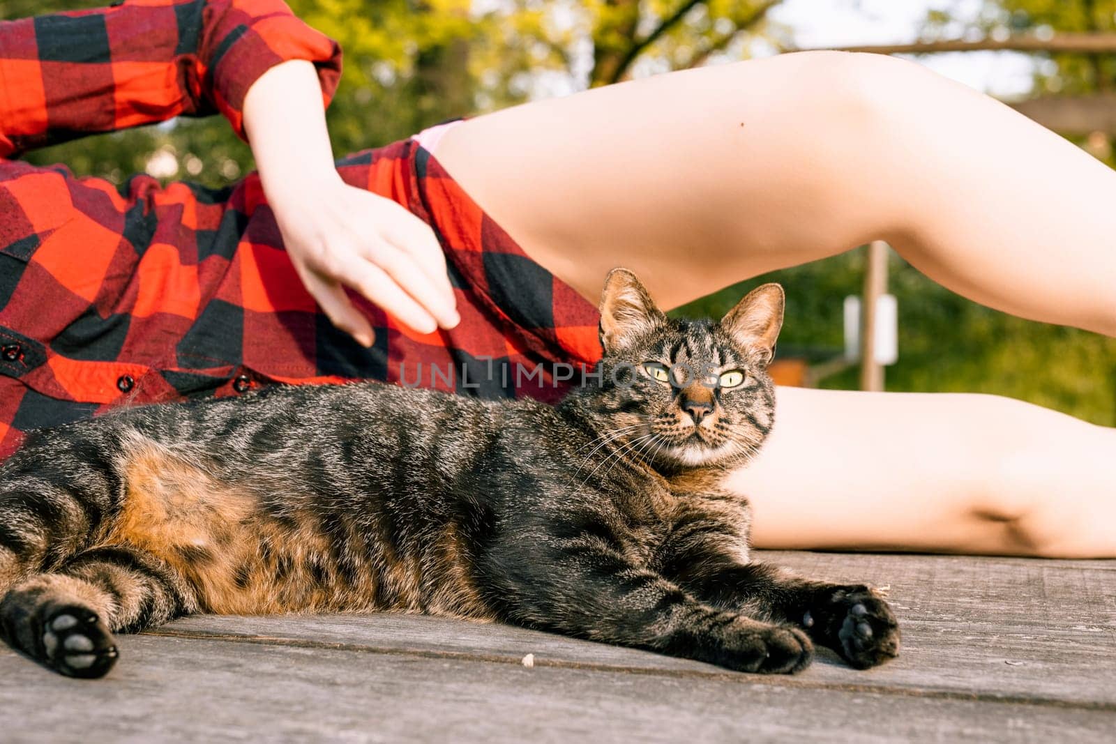 Tabby cat is lying on a wooden table, enjoying the sun and the company of a woman wearing a red and black checkered shirt