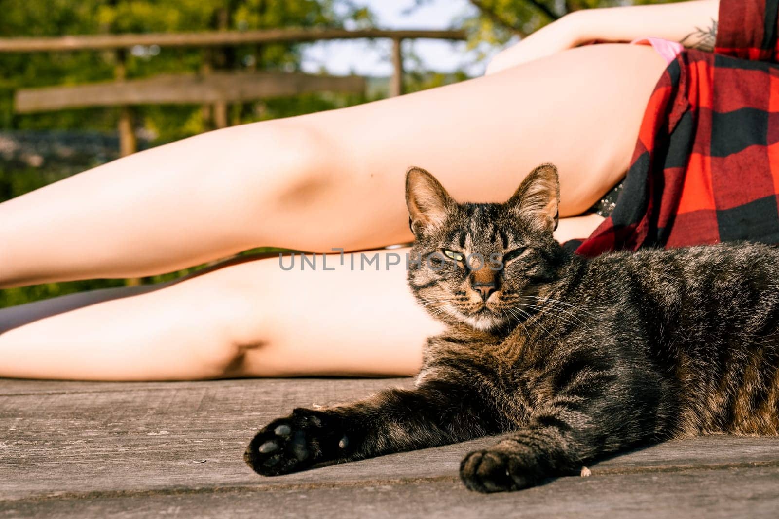 Tabby cat with green eyes lounges on a wooden deck in the sun, while a woman in a red plaid shirt enjoys the peaceful moment