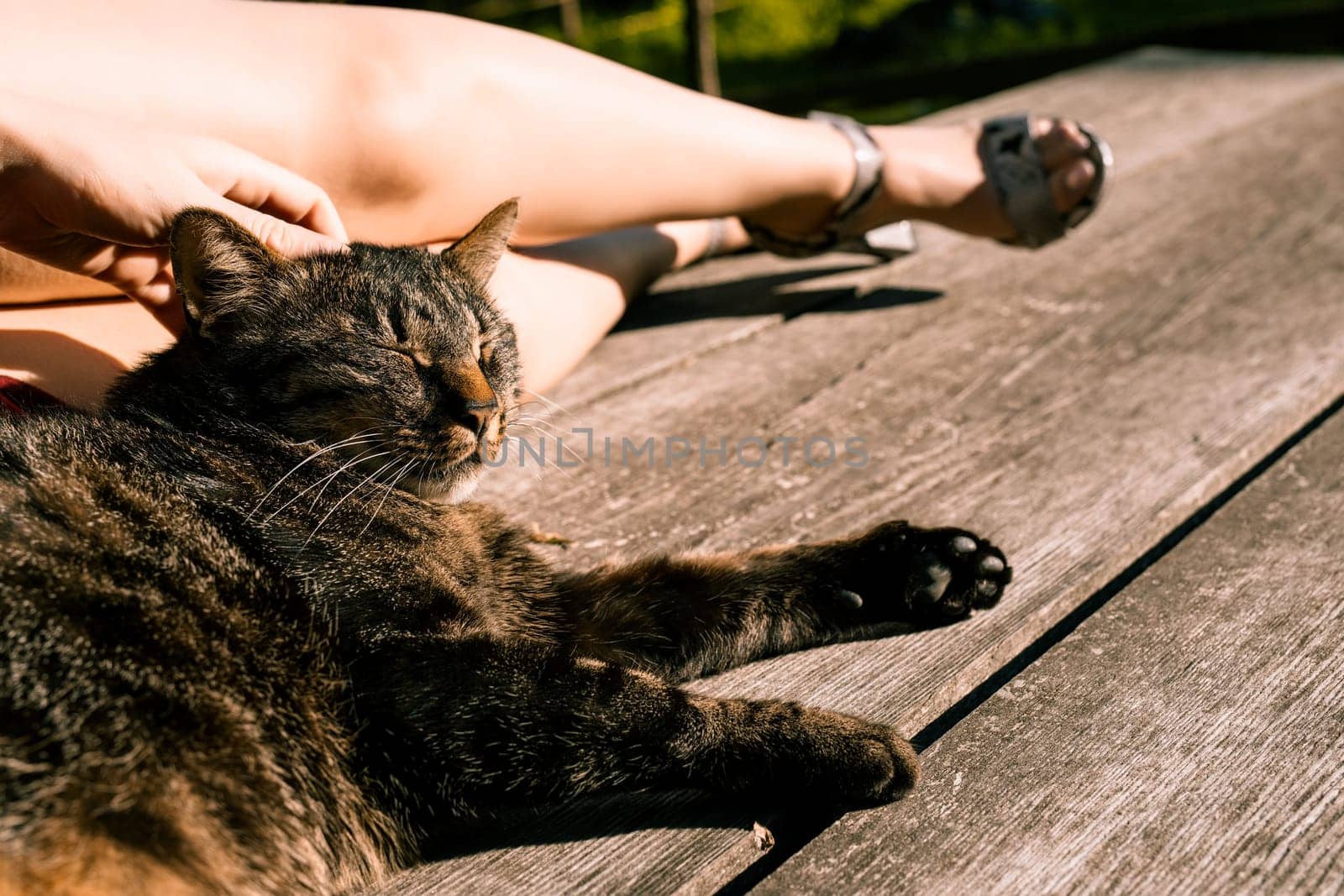 Tabby cat is lying on a wooden deck, enjoying the sun and being petted by a person. The cat looks peaceful and content as it soaks up the warmth of the sun