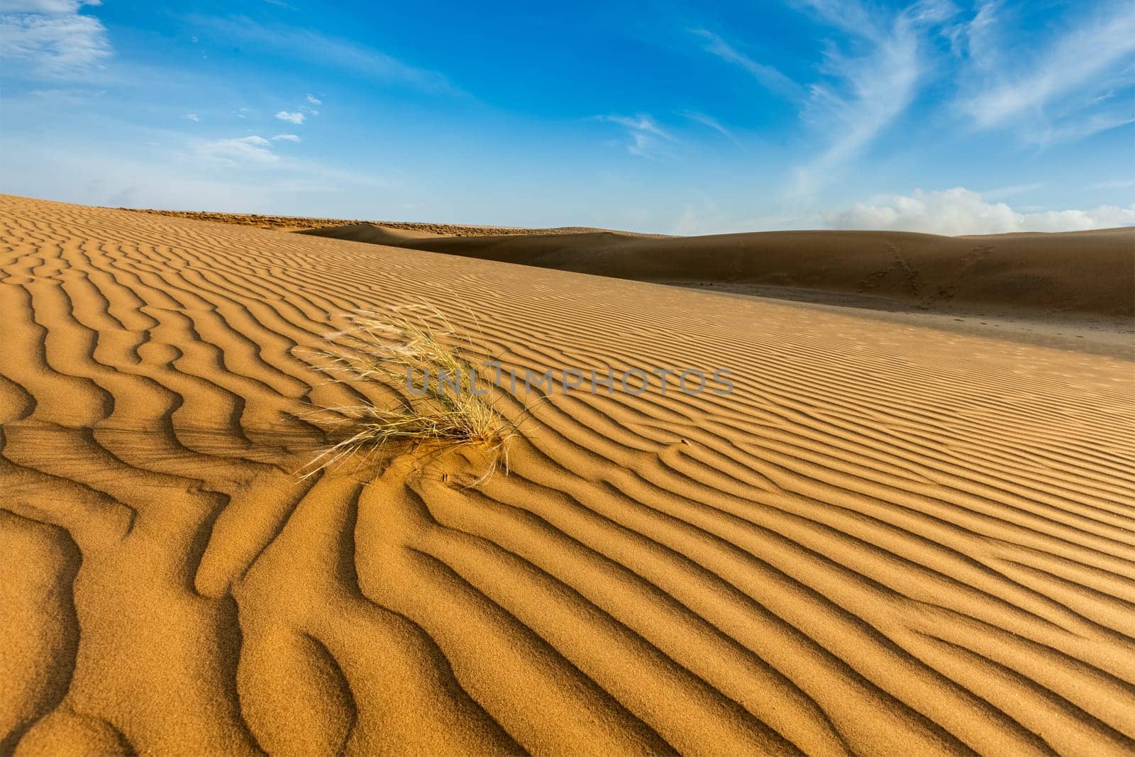 Dunes of Thar Desert. Sam Sand dunes, Rajasthan, India