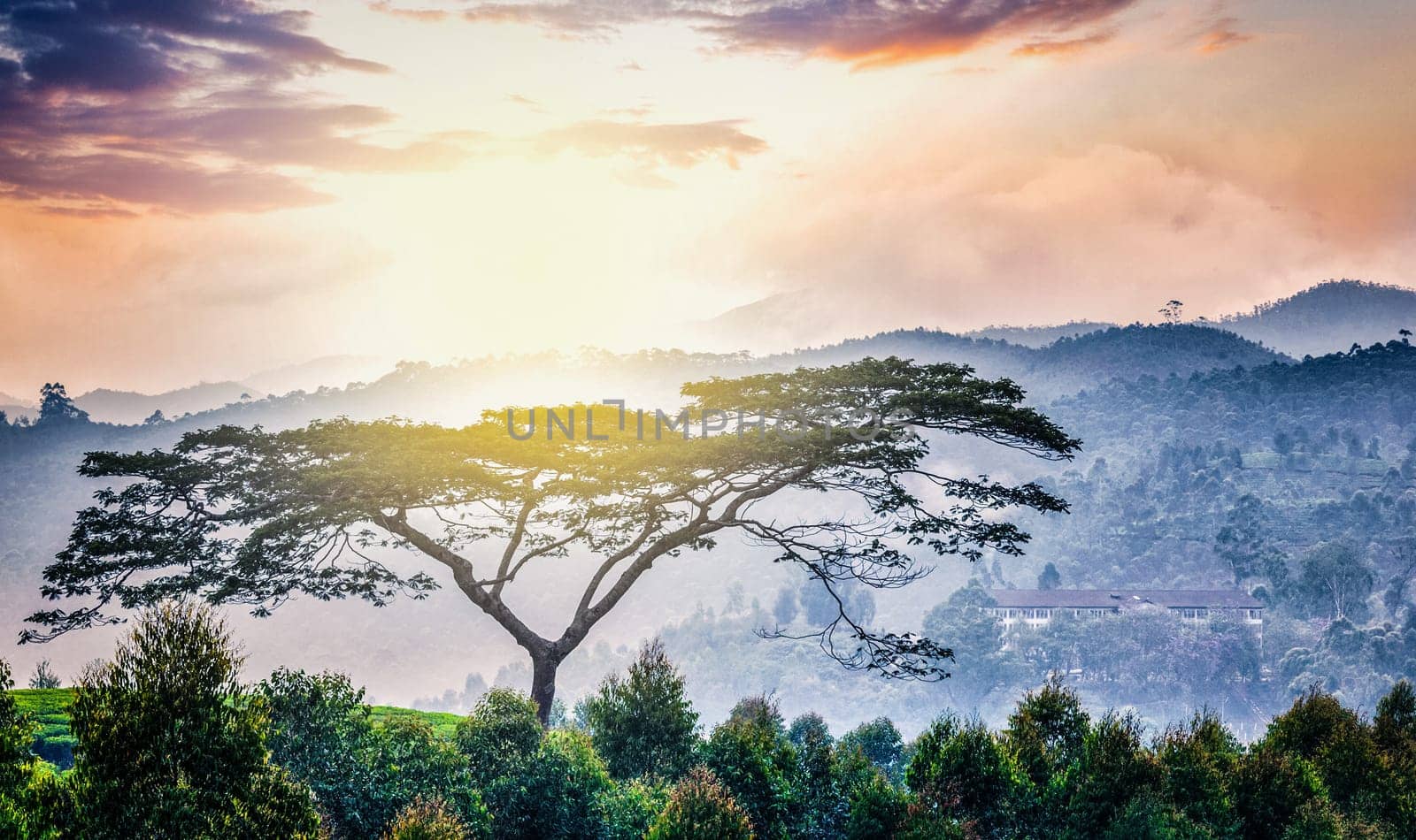 Panorama of lonely tree on sunrise in hills. Kerala, India