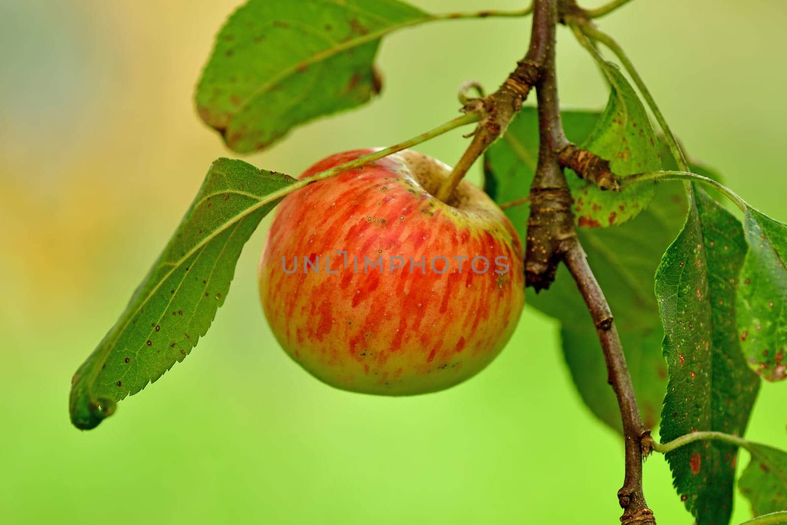 ripe apples on a tree in summer in a German Graden