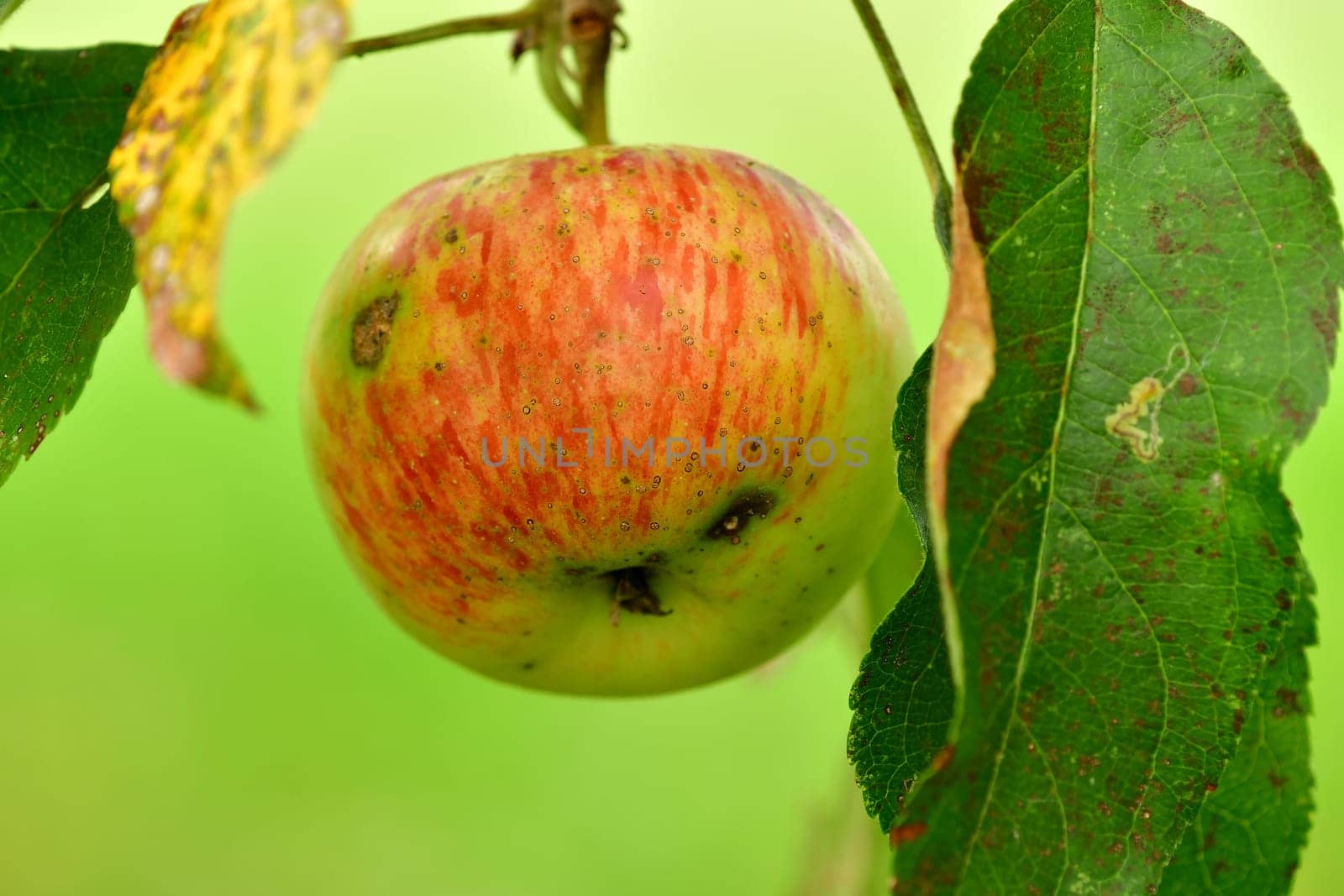 ripe unsprayed apple on a tree