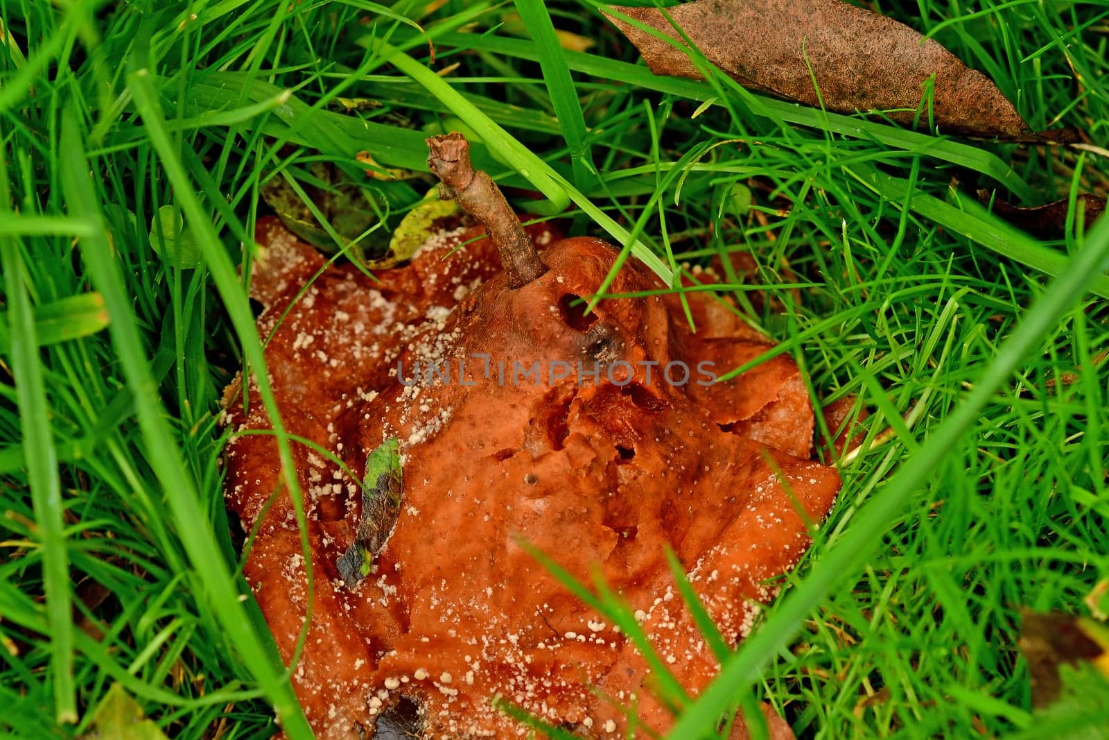 rotten pear on a green meadow