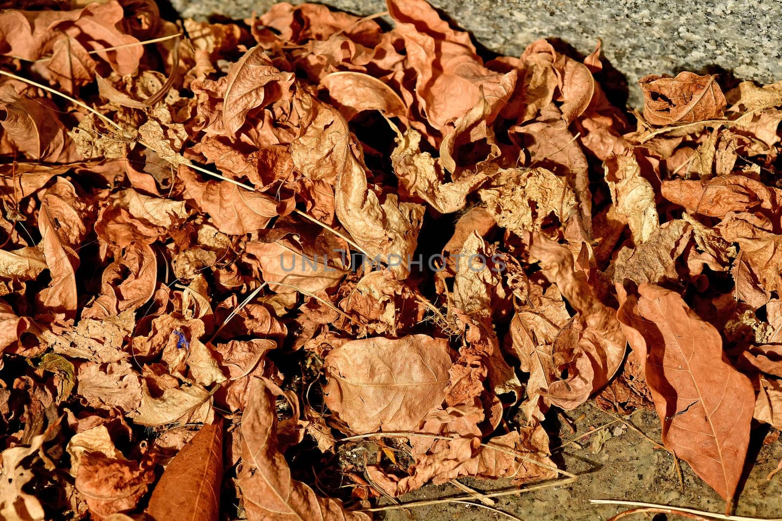 autumnal painted leaves on a street