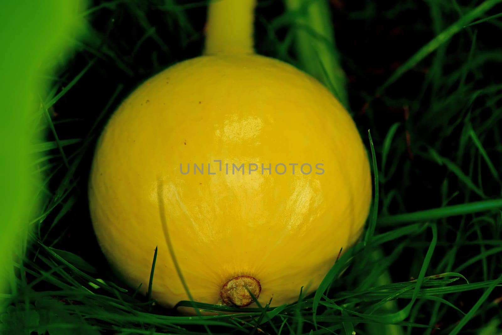 Hokkaido, plant with unripe fruit in summer