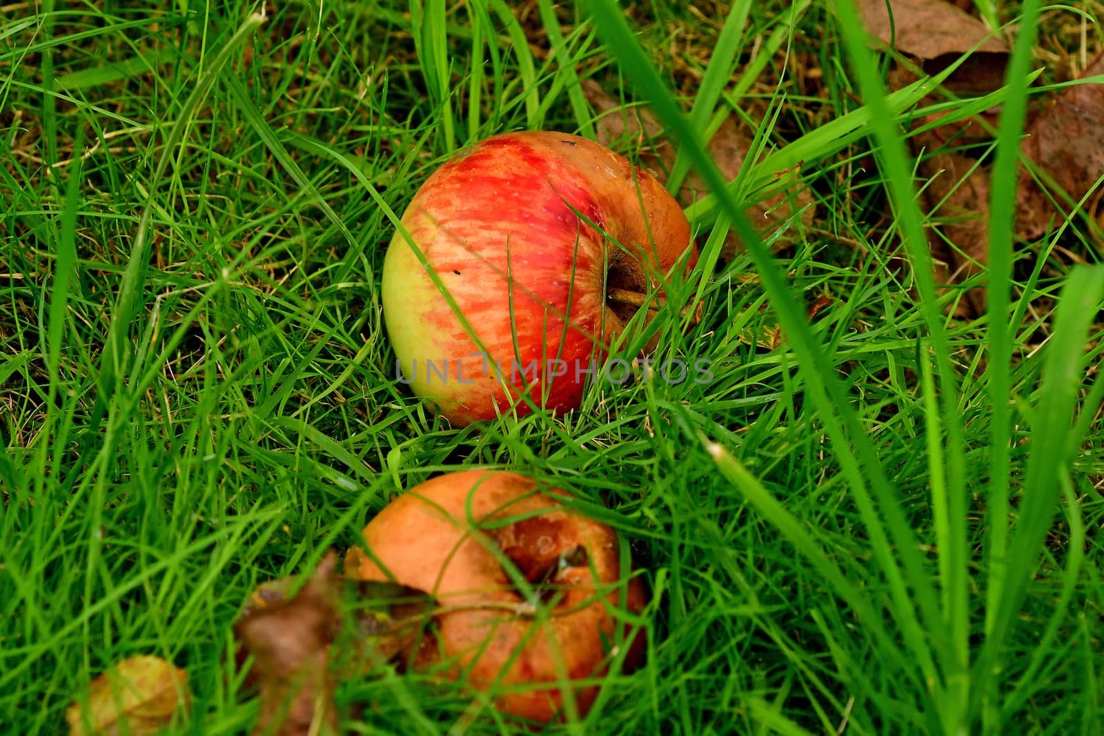 fallen apple in green meadow in autumn