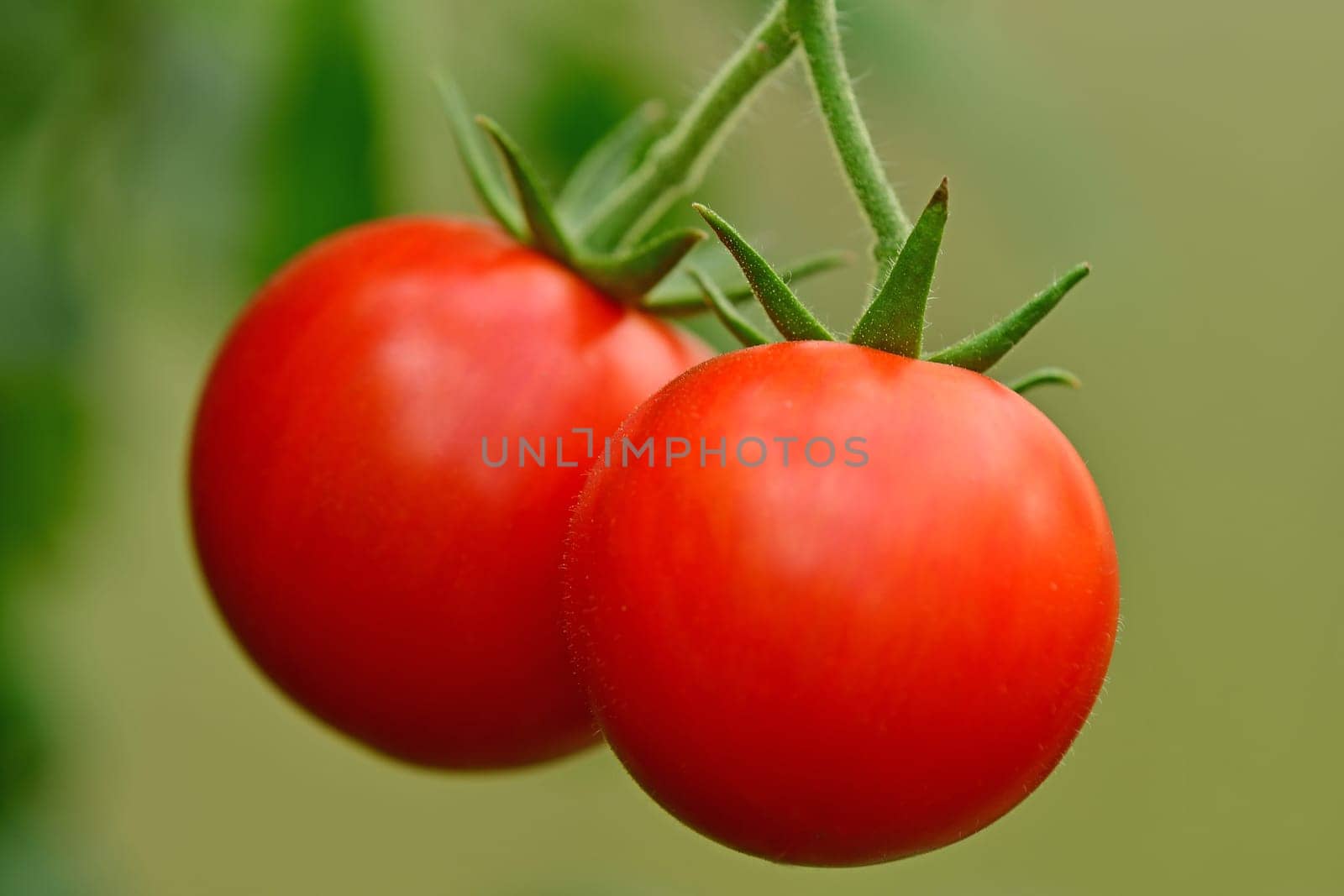 tomato, ripe fruits on a plant with green blurred background