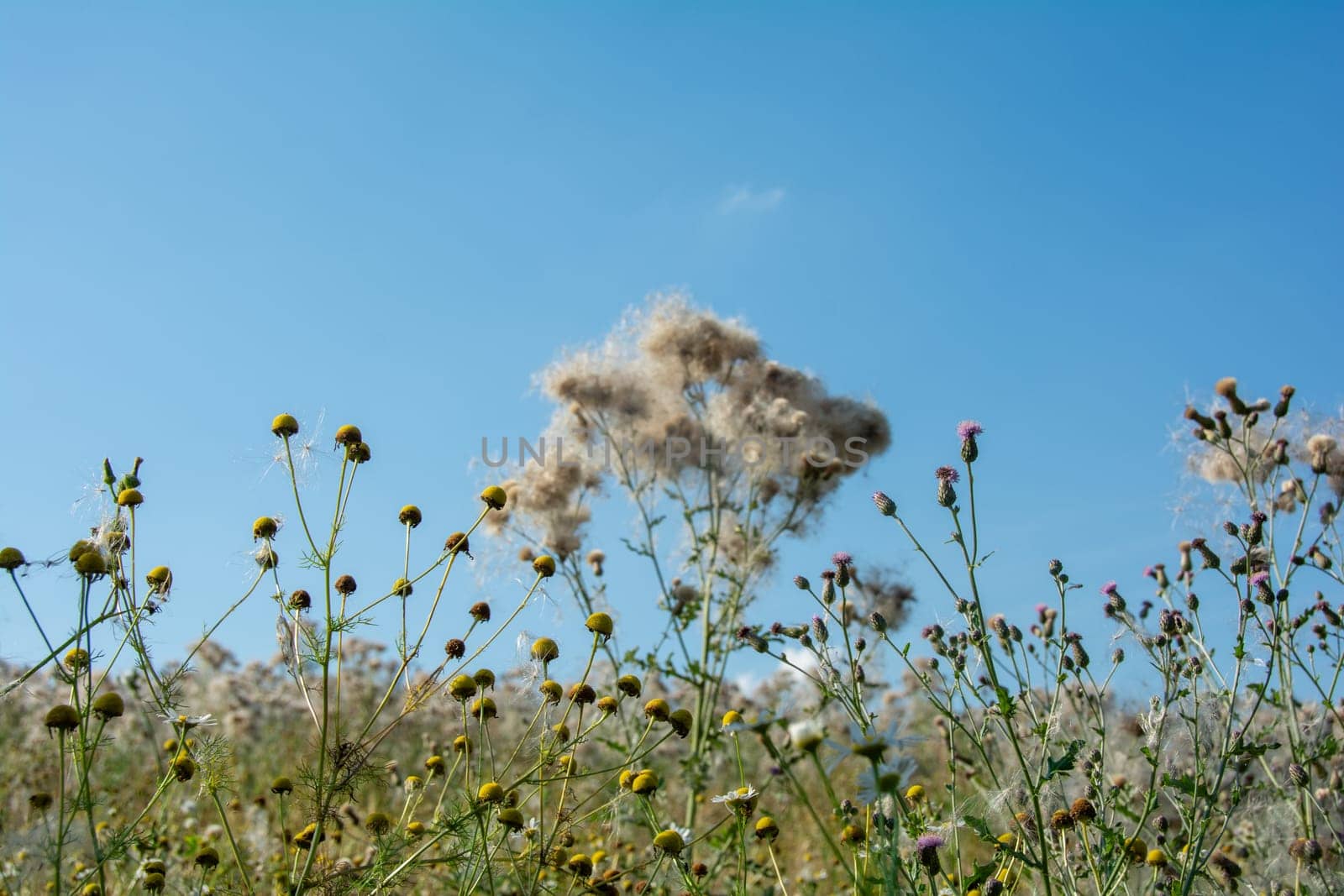 Chamomile and thistles in the foreground with blue sky and blurred withered thistles with flying seeds  in the background