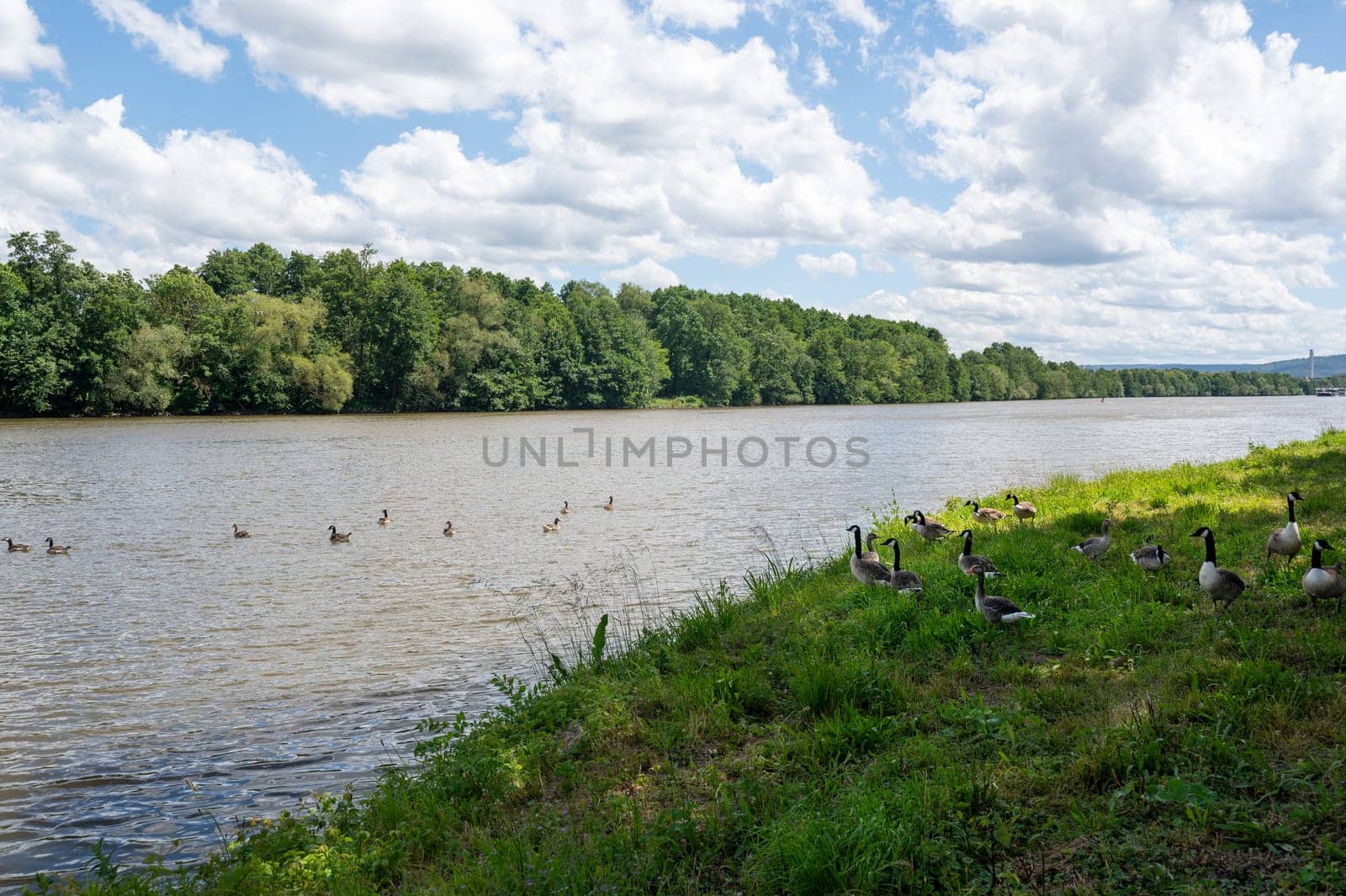 Lots of Canada geese ( Branta canadensis ) on a meadow on the river bank and some swimming in the water