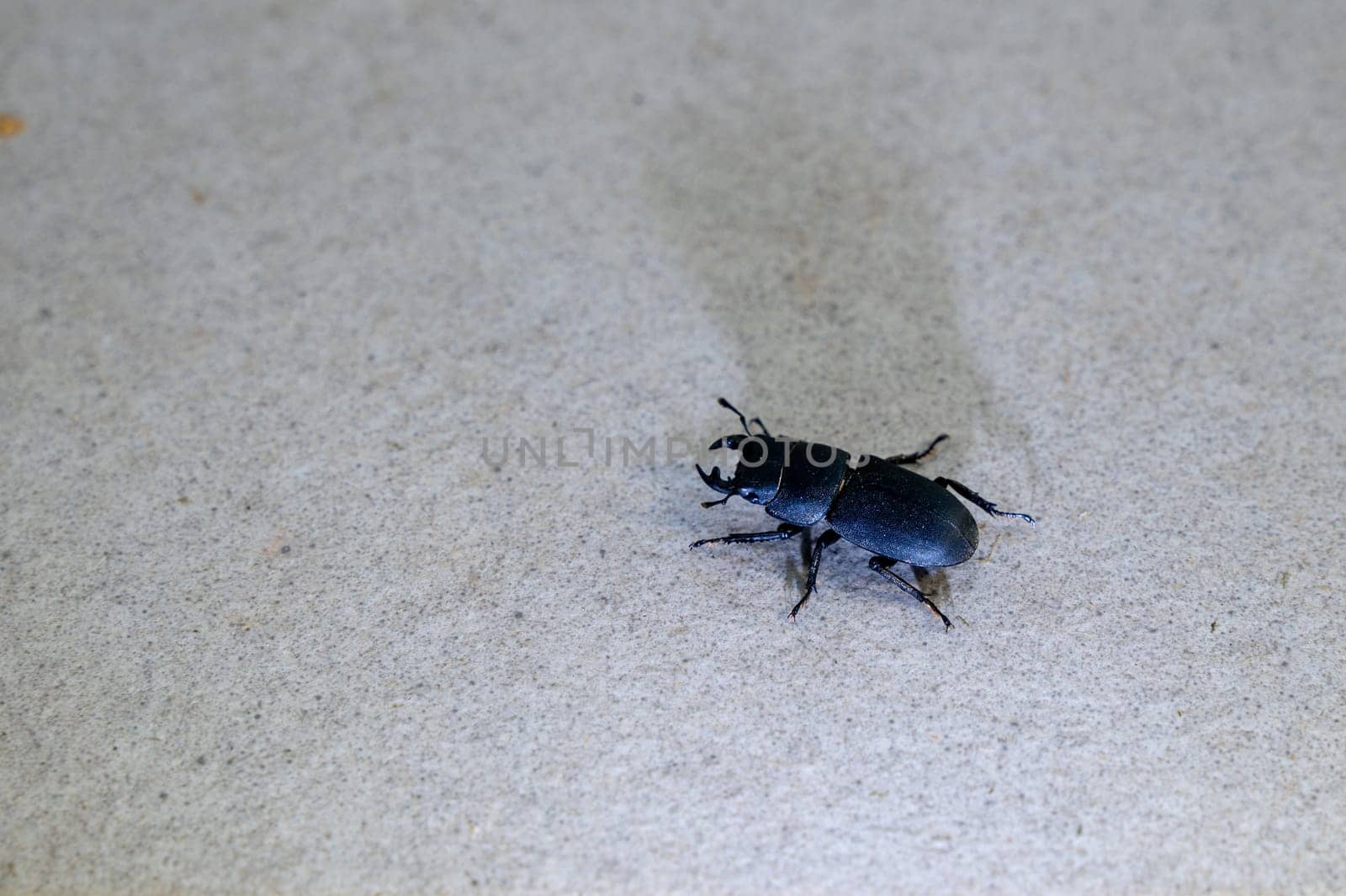 A bark beetle (Dorcus parallelipipedus), also known as the dwarf stag beetle, on patio tiles