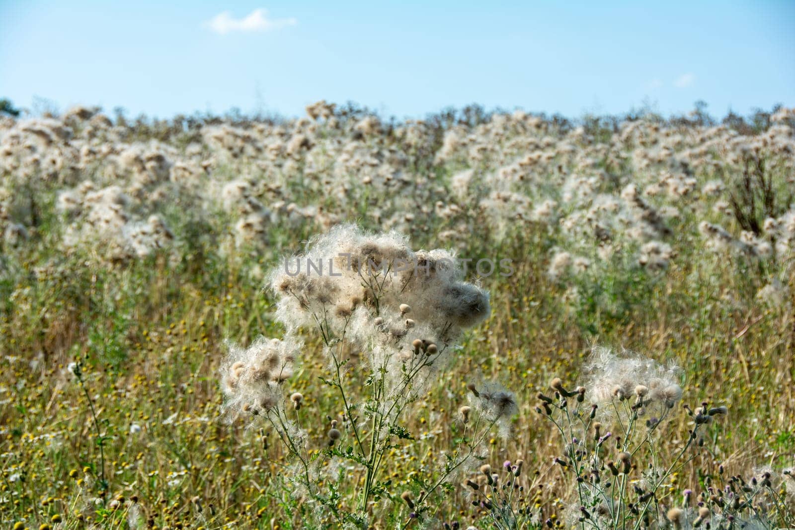 Wilted thistles in a field with lots of flying seeds