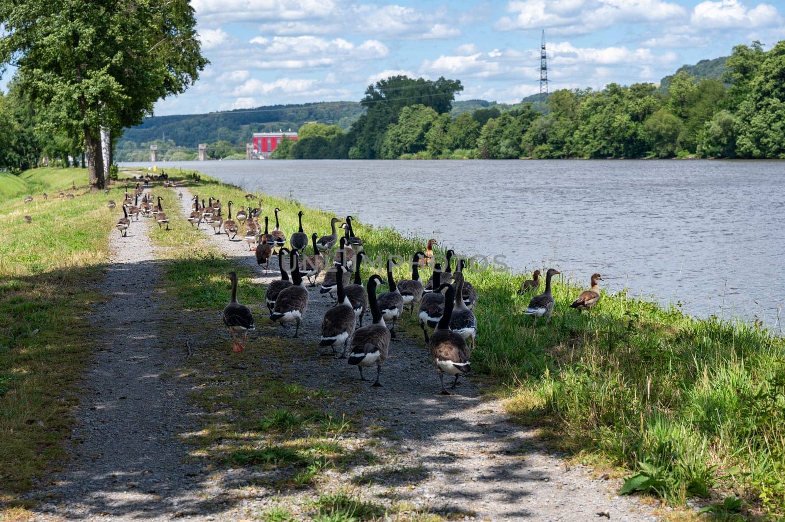 A lot of Canada geese ( Branta canadensis ) walking on a dirt road near the river bank