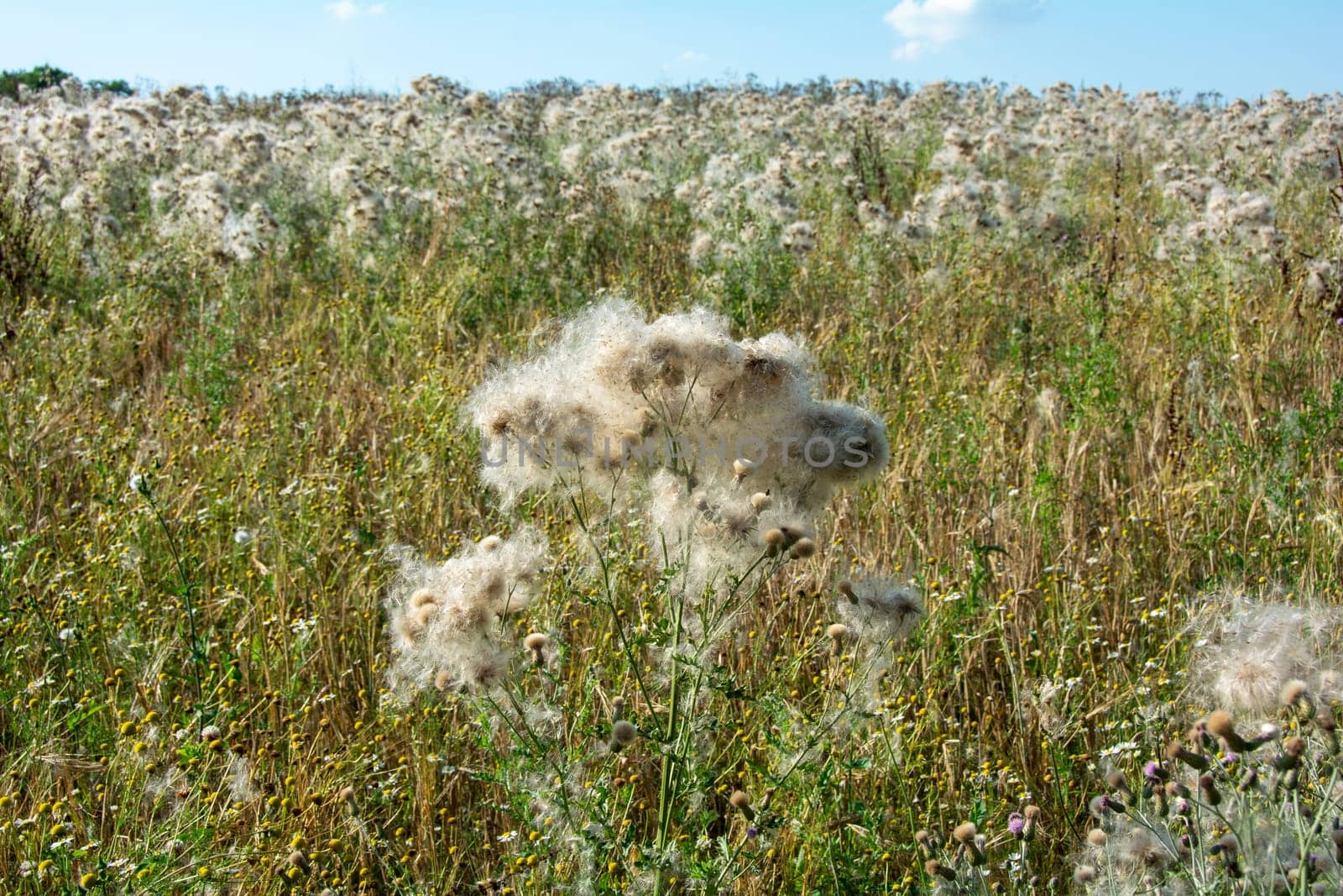 Wilted thistles in a field with lots of flying seeds