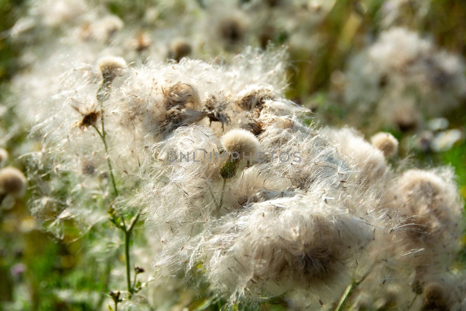 Wilted thistles in a field with lots of flying seeds
