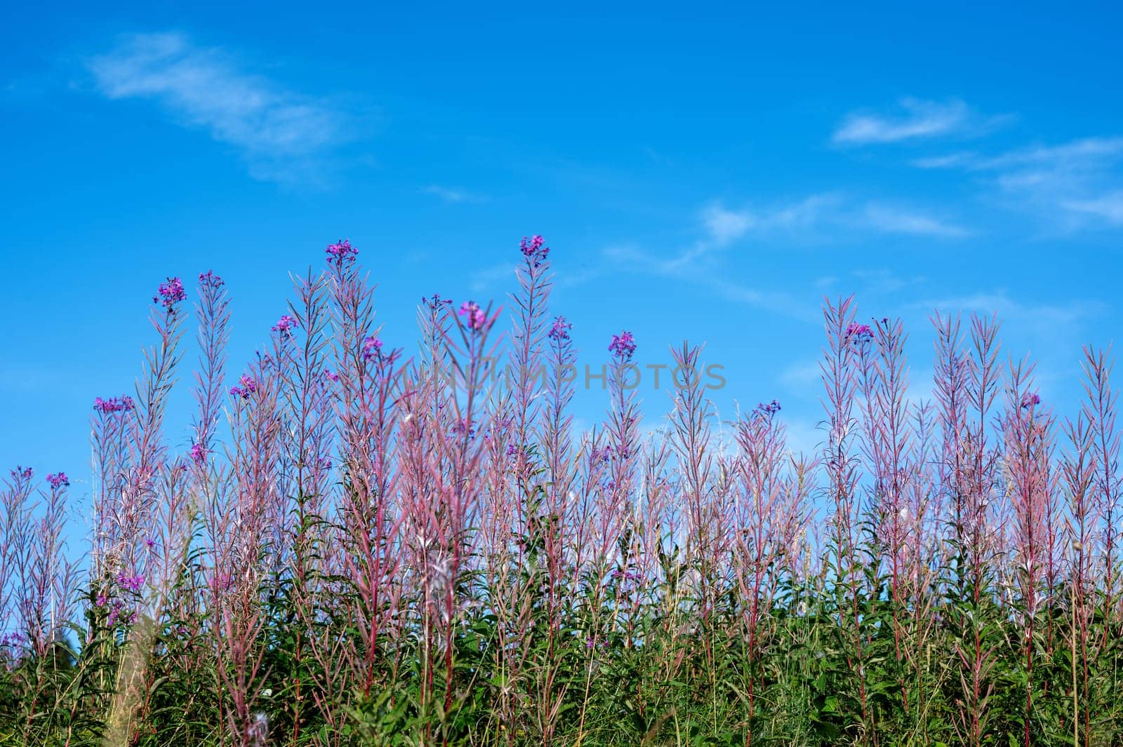 Willowherb (Epilobium angustifolium) with sky