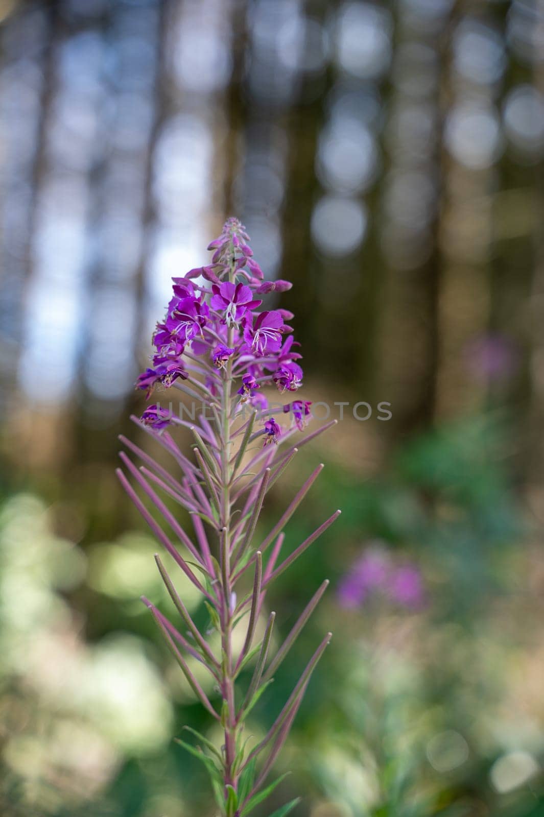 A willowherb ( Epilobium angustifolium ) with natural bokeh in the background