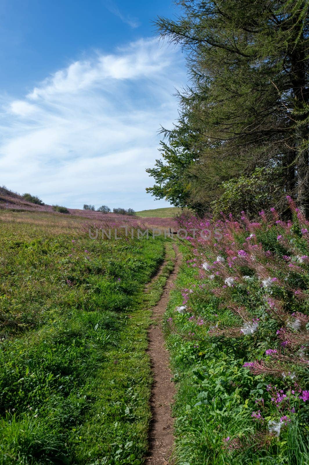 Blooming willowherb (Epilobium angustifolium) on a meadow, next to a footpath with trees and blue sky
