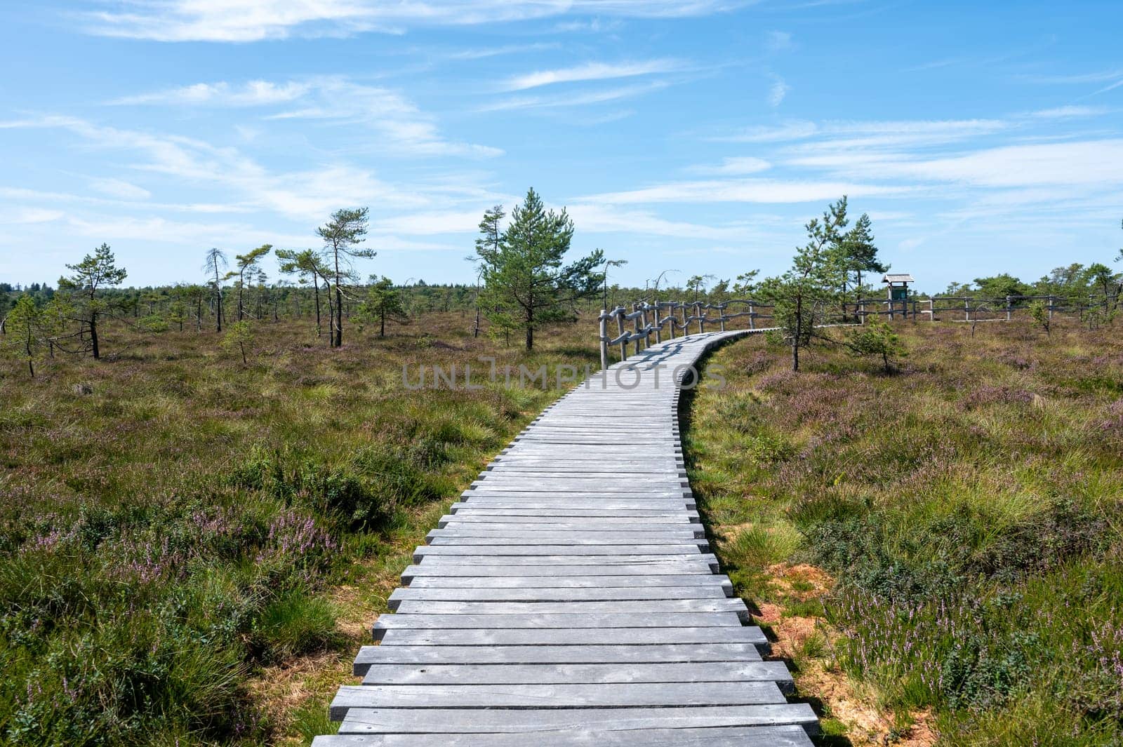 Black moor in the Rhoen, Bavaria, Germany, in summer  with Heather and  a new moor path