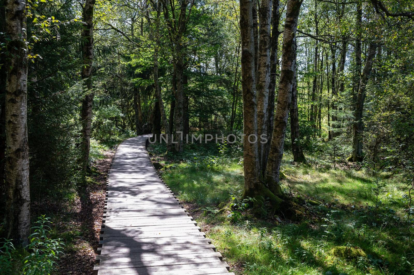 Black moor in the Rhoen, Bavaria, Germany, in summer  with a new moor path and forest  in sunlight