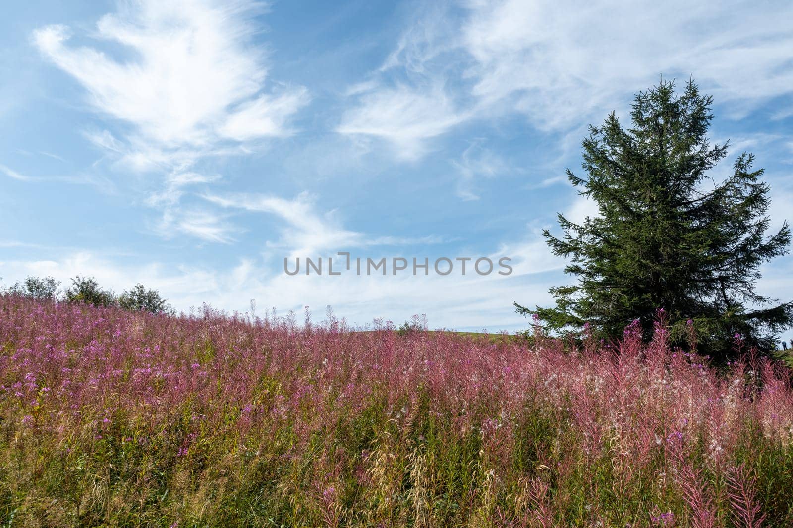 Blooming willowherb ( Epilobium angustifolium ) on a green meadow with a tree