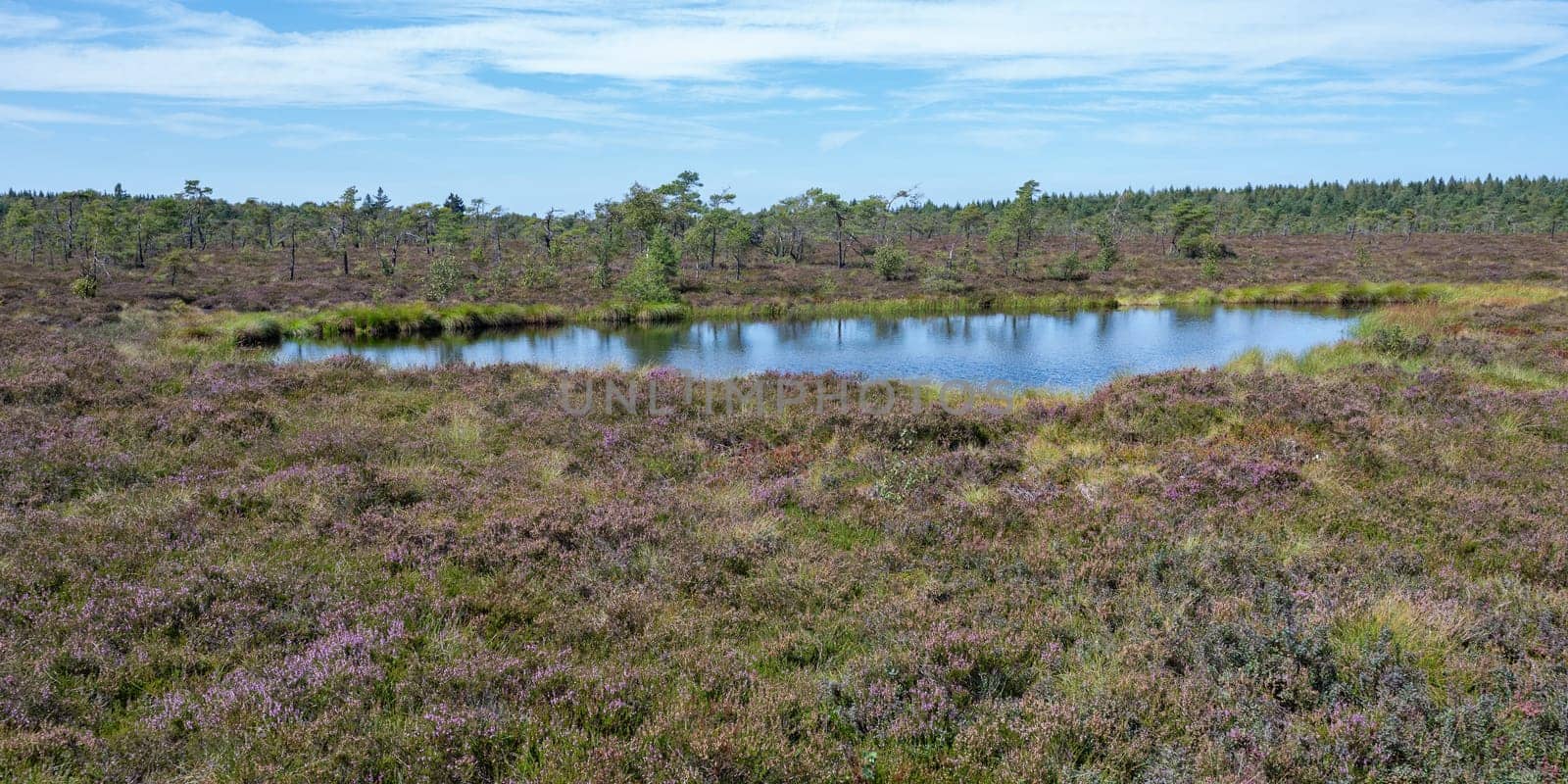 Moor eyes in the black moor with broom heather in the high Rhoen, Bavaria, Germany