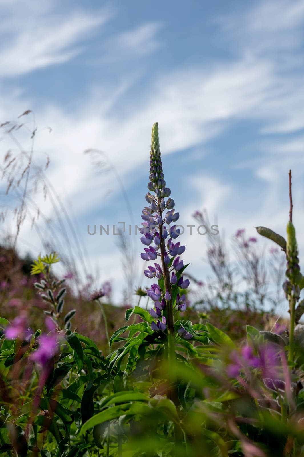 Purple lupine blossom on a meadow with blue sky