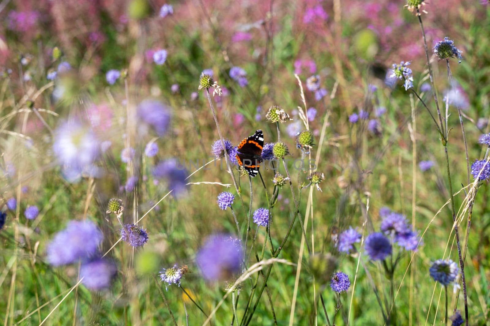 An admiral butterfly (Vanessa atalanta) sits on a purple flower in a green meadow