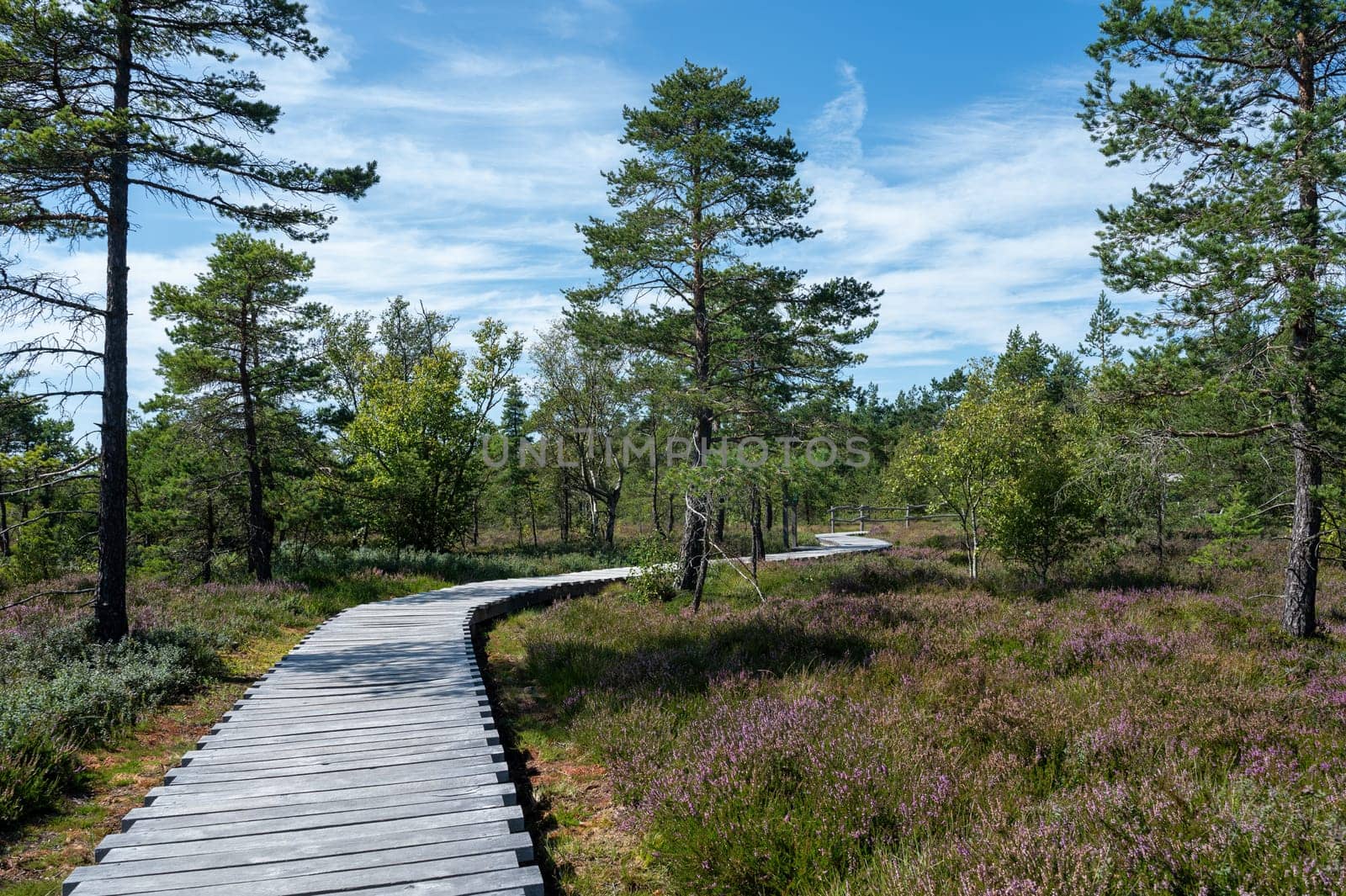 Black moor in the Rhoen, Bavaria, Germany, in summer  with Heather and  a new moor path