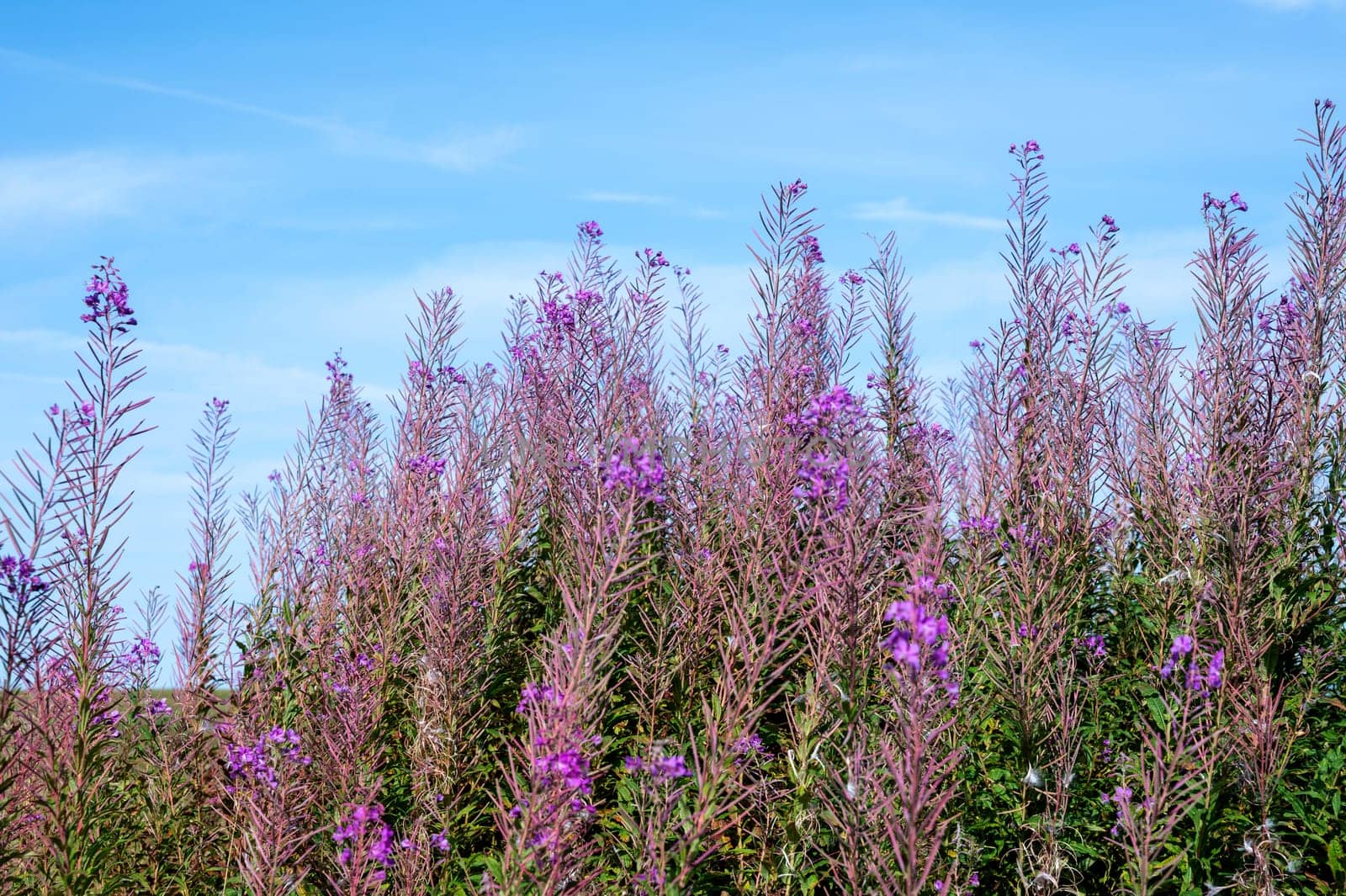 Willowherb (Epilobium angustifolium) with sky