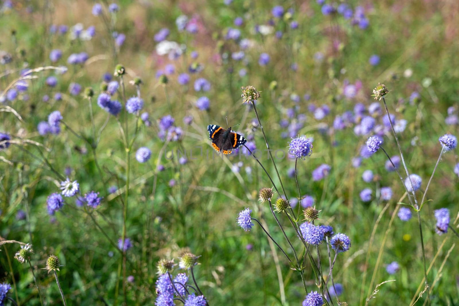 An admiral butterfly (Vanessa atalanta) sits on a purple flower in a green meadow