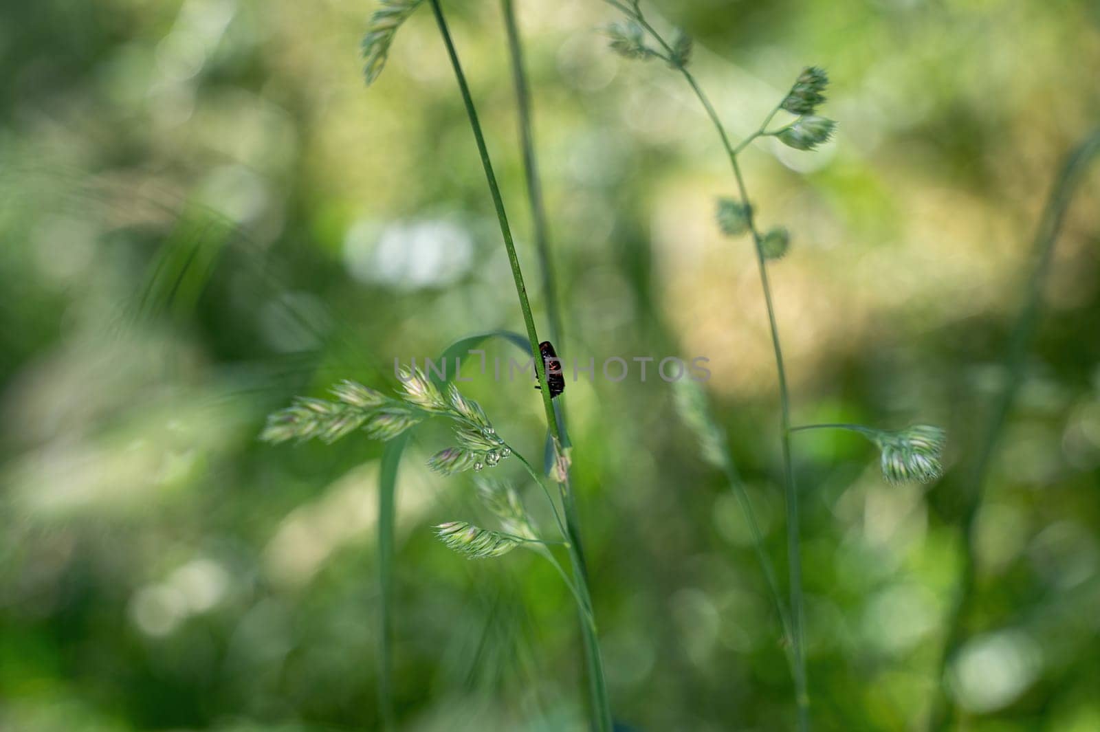 A Blood Cicada  ( Cercopidae ) sits on a plant in the green nature